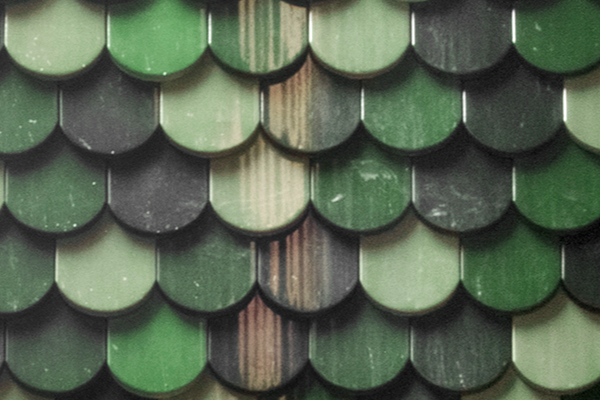 13 bergmeisterwolf Adler 2 IMG 8860 GW